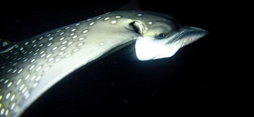 PSX_20190423_0039371280x800-50pz