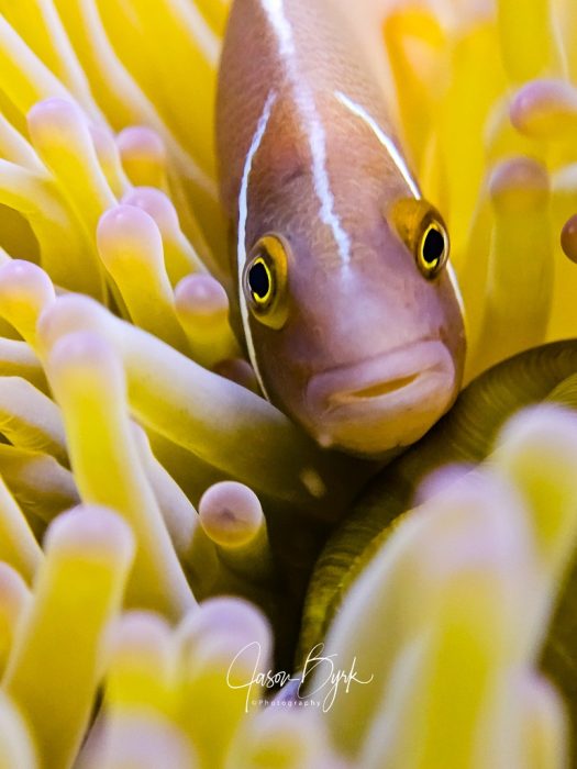 underwater-photography-koh-tao-pink-anemonefish-jb