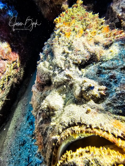 underwater-photography-koh-tao-stonefish-jb